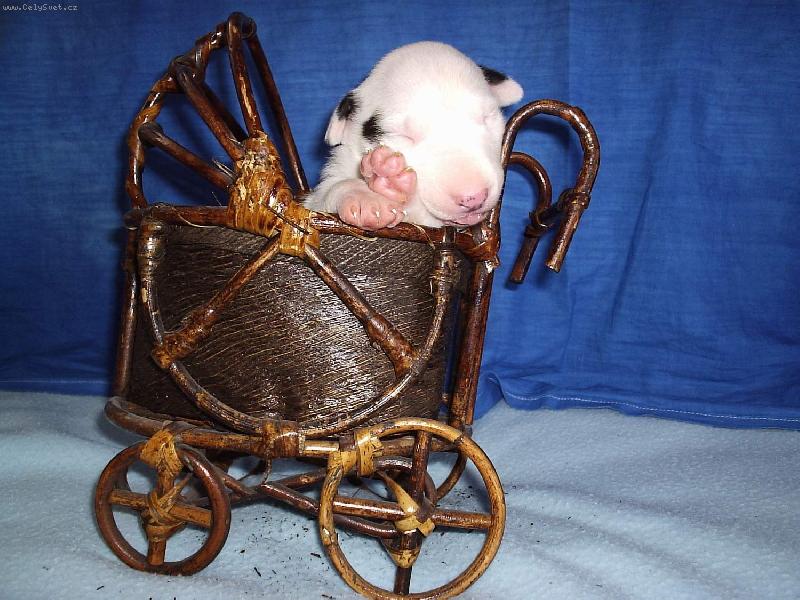 Foto: BUL��EK-Kr�sn� sny