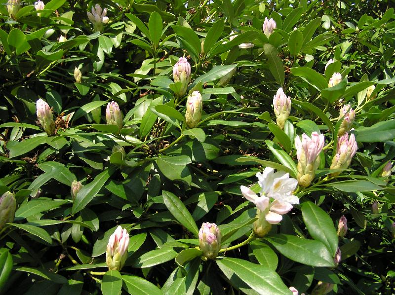 Foto: Rododendron - sam� pop�-hur� jaro je kr�sn�, n�dhern�.....