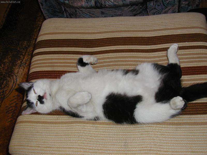 Foto: Smr��a-Smr��a to s tim pern�kem p�ehnal