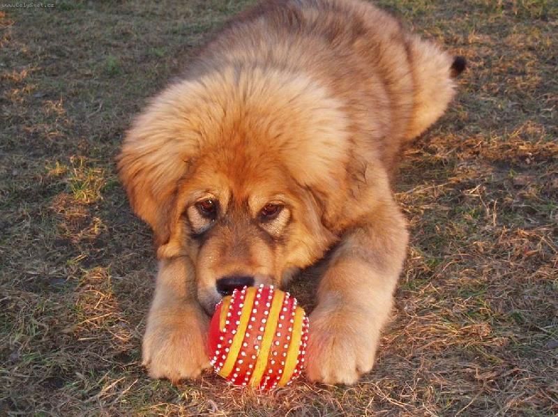 Foto: D�akynka-...m�j nov� m��ek