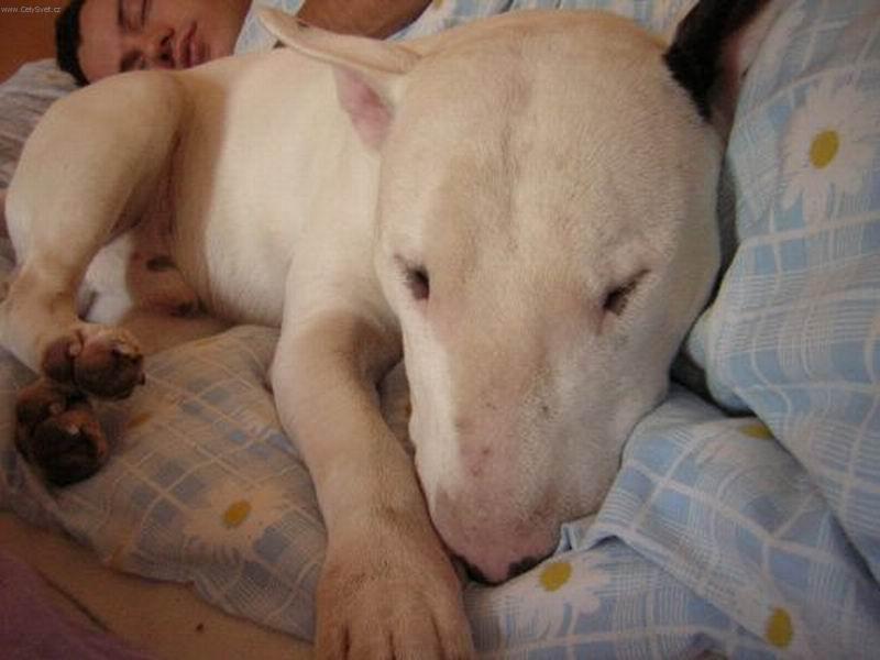 Foto: Haj�...-takhle Kv�do spink� v posteli...