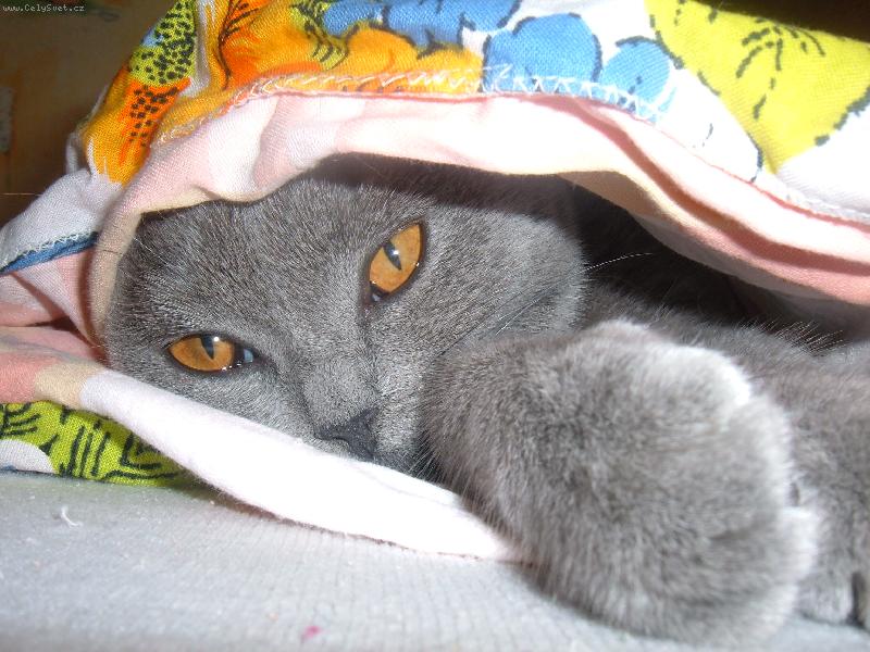 Foto: Britsk� modr� ko�ka-Sisi - schovan�