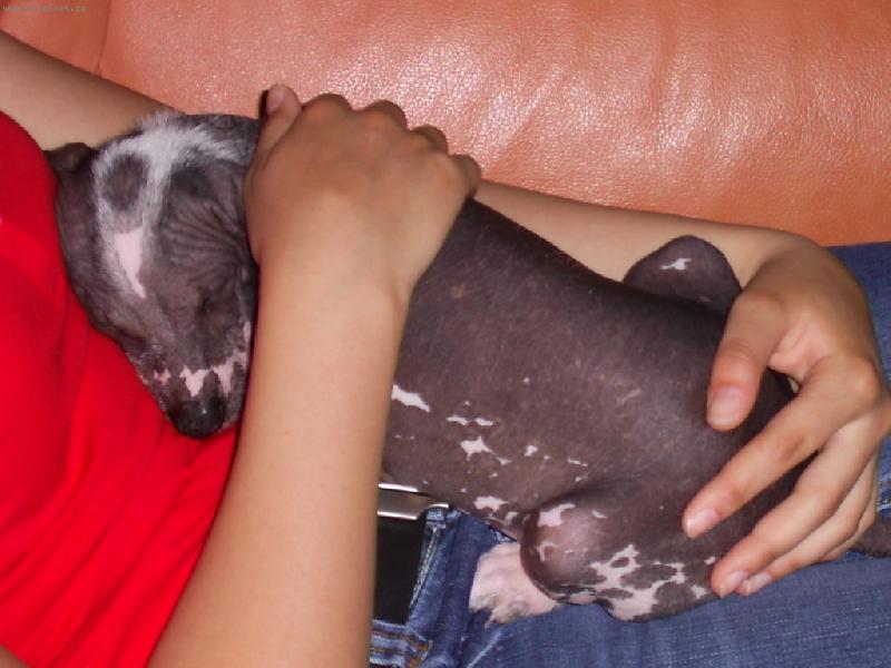 Foto: Acronek p�i mazlen�