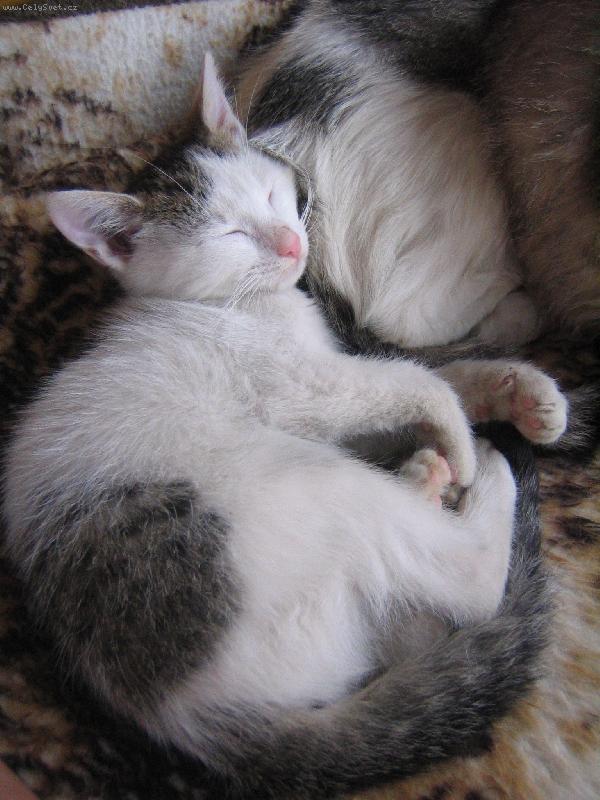 Foto: sp�c� kot�