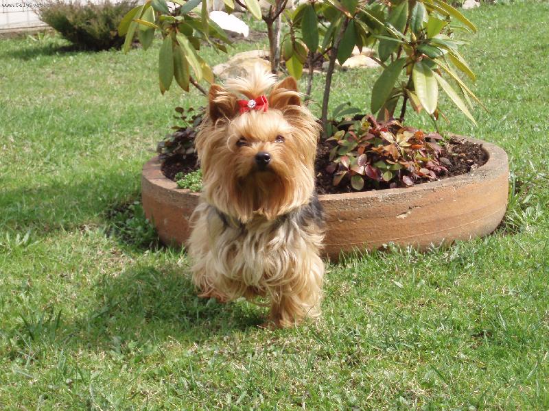 Foto: Samanta-na zahrad�