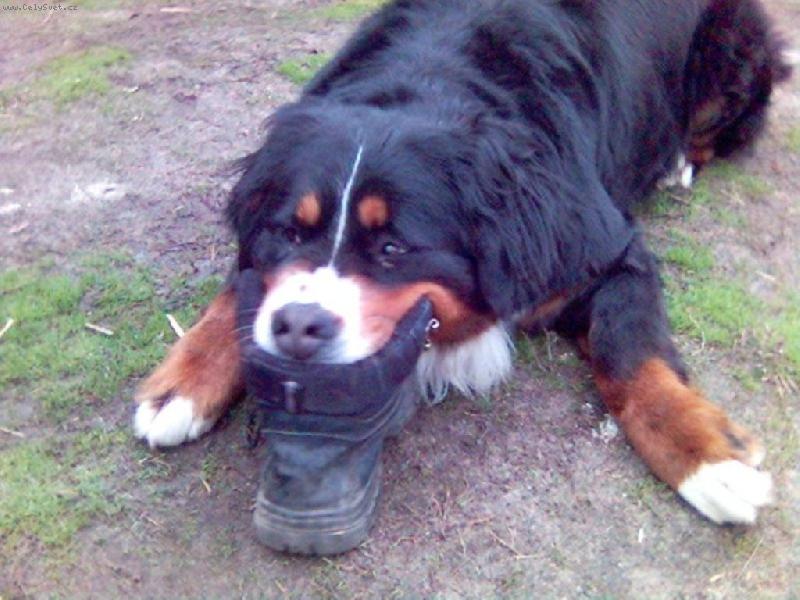 Foto: Conie-Hran� s nejobl�ben�j�� botou