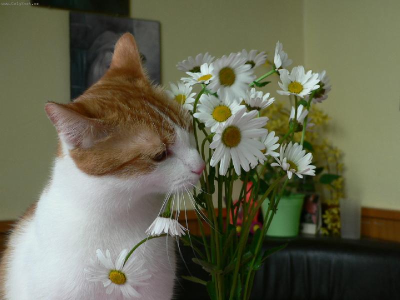 Foto: �imon-�imon s kopretinami