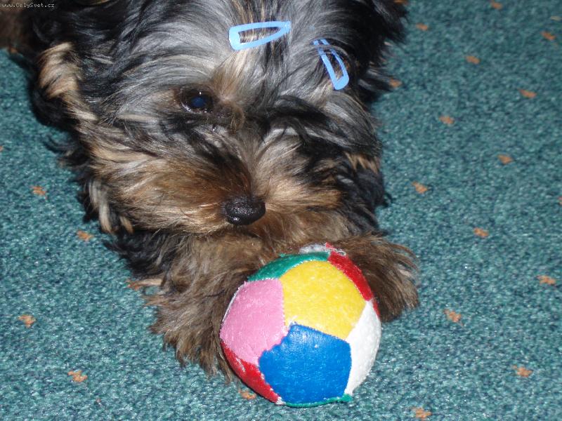 Foto: Poj� si hr�t...