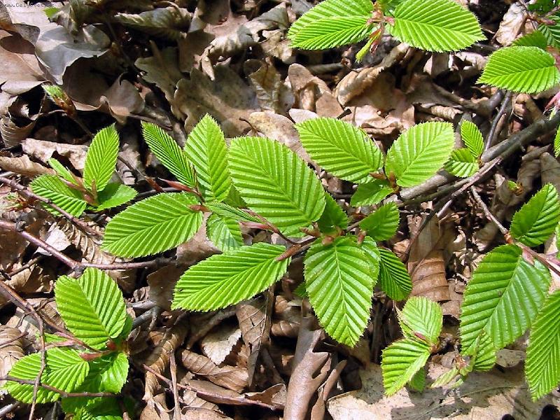 Foto: prvn� jarn� l�stky