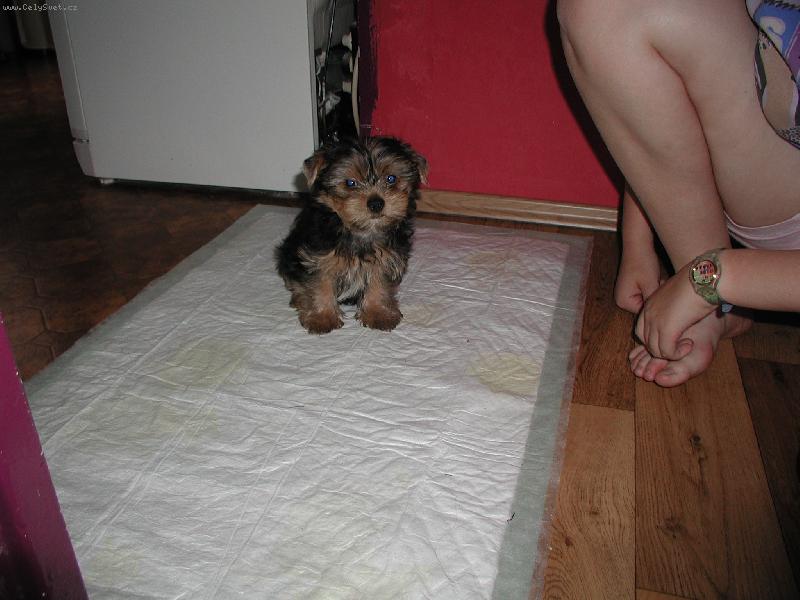 Foto: ��rat!-Op�t m� nut� ��rat