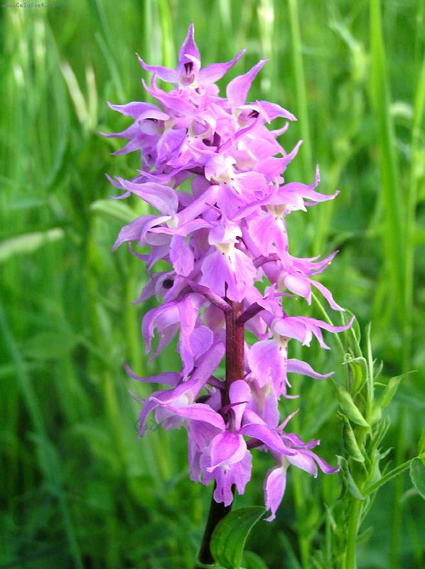 Foto: Vstava� mu�sk�