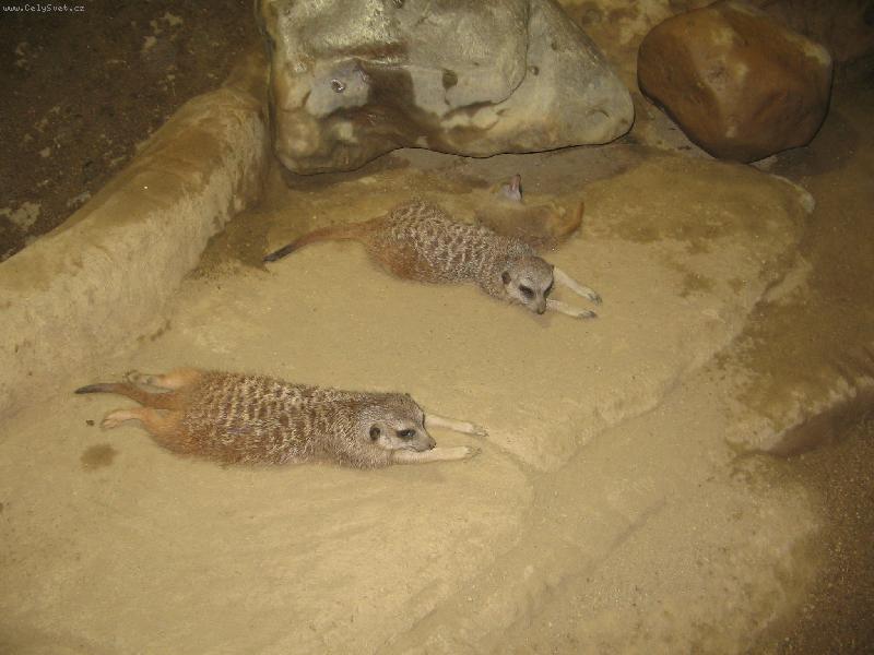 Foto: Leh�ro-ml��ata surikat