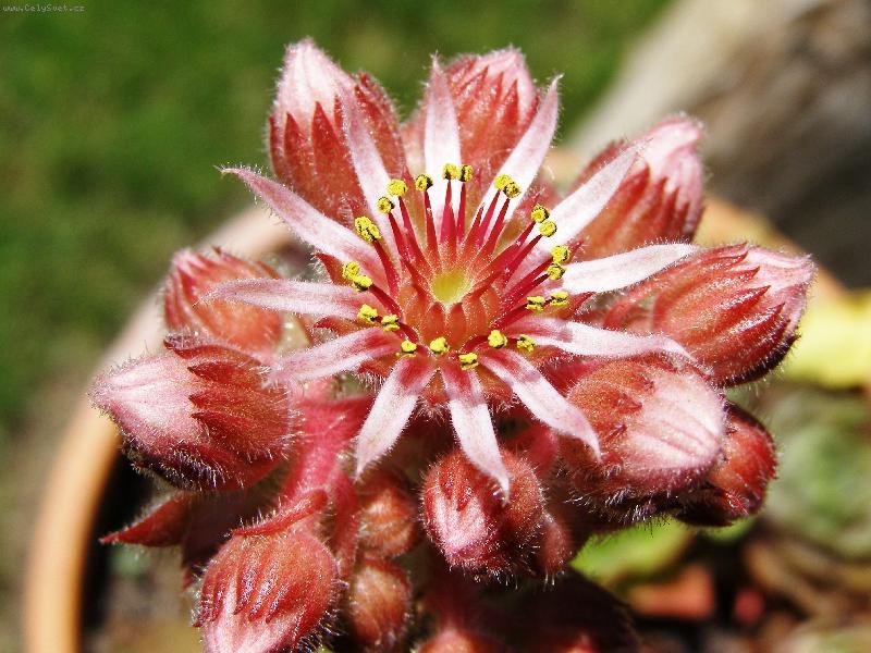 Foto: Net�esk - Sempervivum-Skromn� kr�sa net�esku...