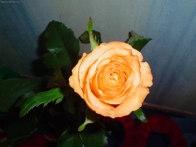 Foto: R��e-R��e