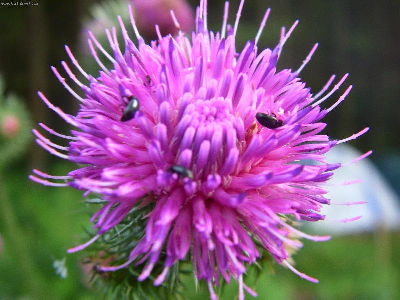 Foto: Jak se �ije brou�k�m