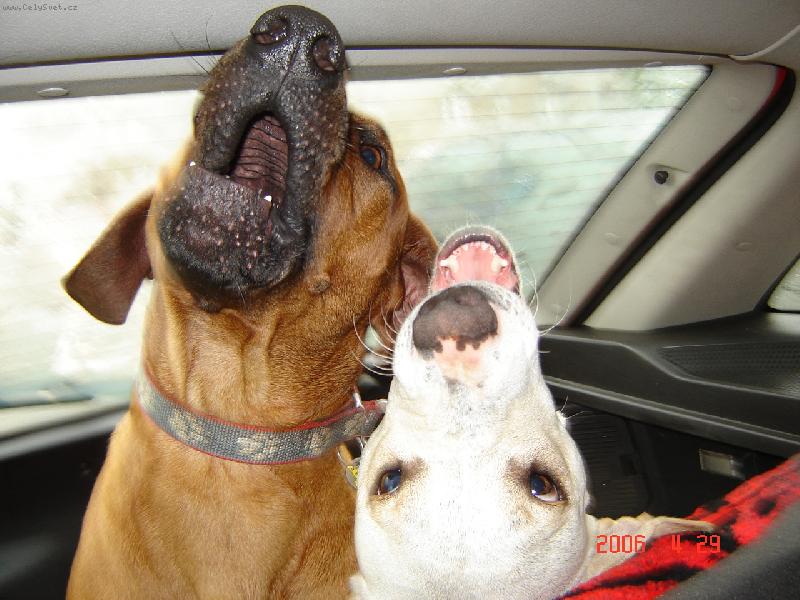Foto: rhodesk� ridgeback-jsme spolu