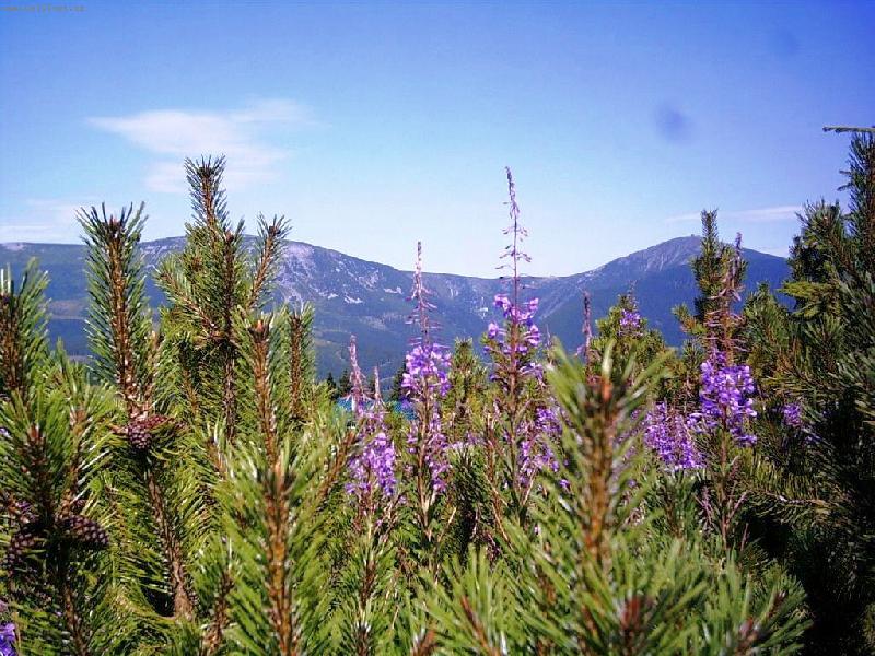 Foto: A� NA VRCHOLKY HOR