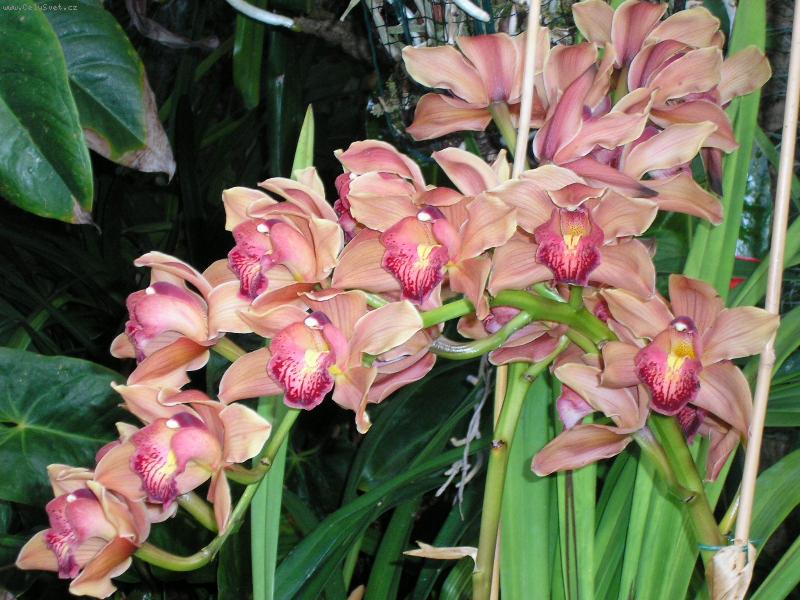 Foto: Kr�sn� orchidej