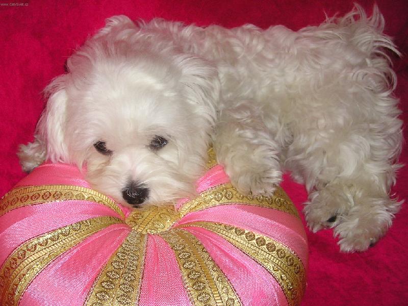 Foto: Peggy-Jdu spinkat