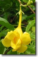 Alamanda po�istiv�