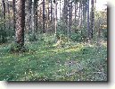 Lysovice