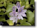 Vodn� hyacint