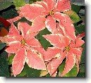 Pry�ec n�dhern�, v�no�n� hv�zda, poinsetie