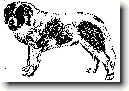 Pyrenejsk� mastin